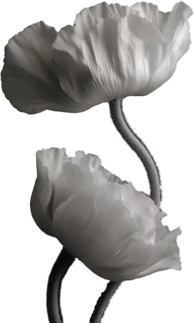 Mohnblüten in Schwarzweiß